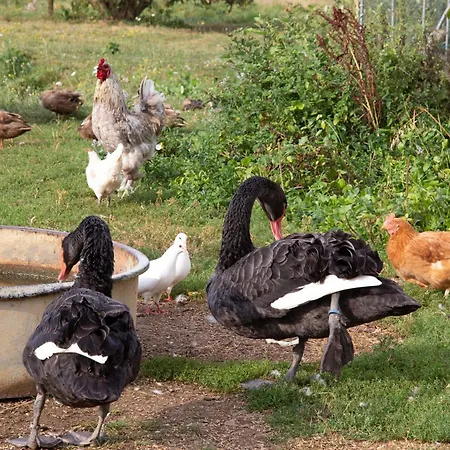 Un Havre De Paix Pour Se Ressourcer Gençay